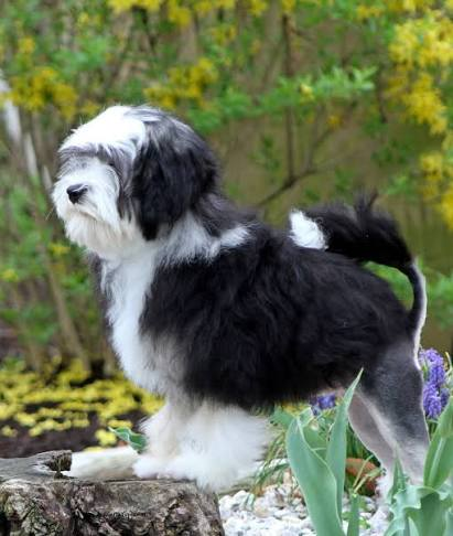 Scout standing on a garden stump among spring flowers