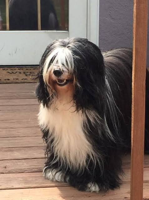 Scout smiling on the wooden porch